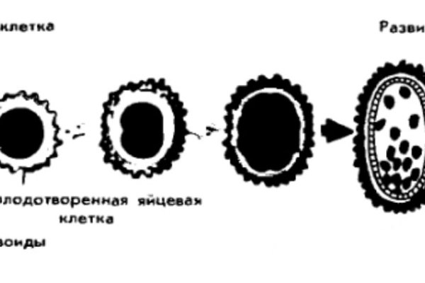 Кракен ссылки krakenwebs org